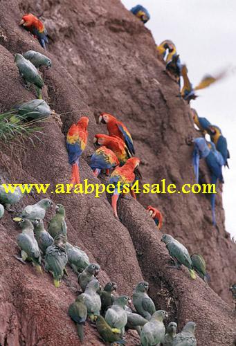 الاسكارليت مكاو Ds050410