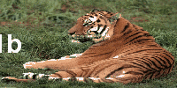 احواض رائعه للاسماك Ioani116
