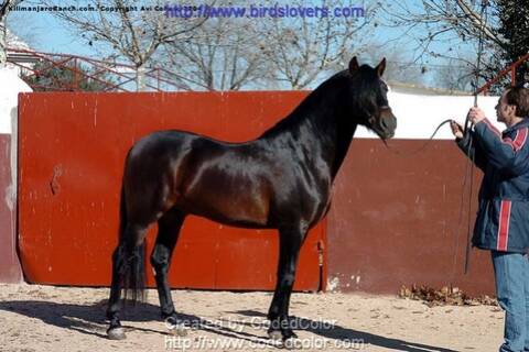 الخيل رمز الجمال والقوة