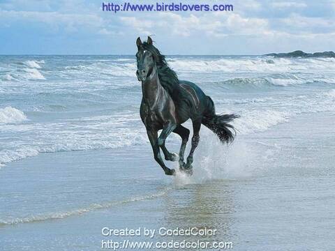 الخيل رمز الجمال والقوة