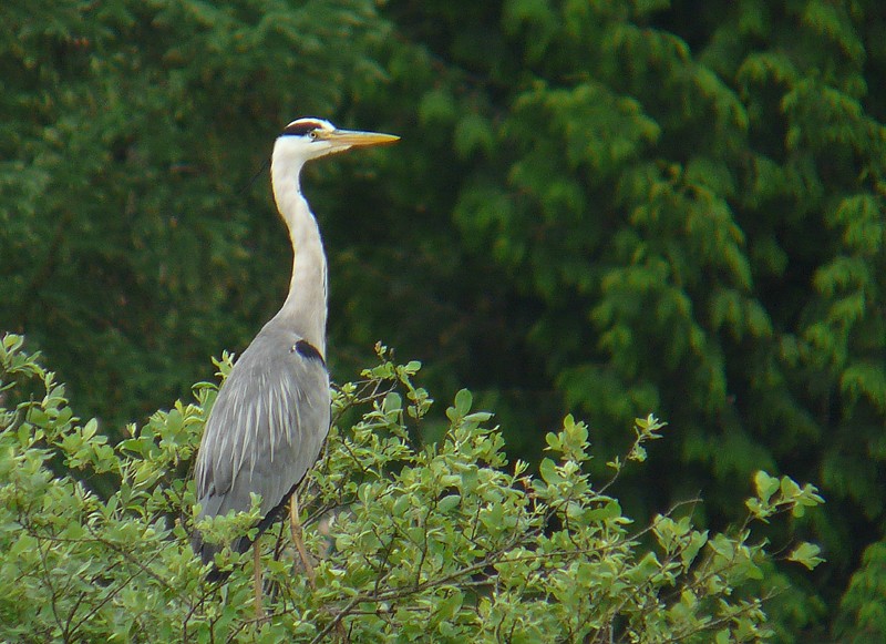 Chasse au héron 006_110