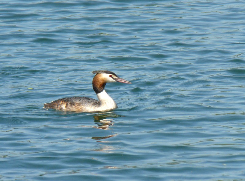 Grebes huppés 080_110