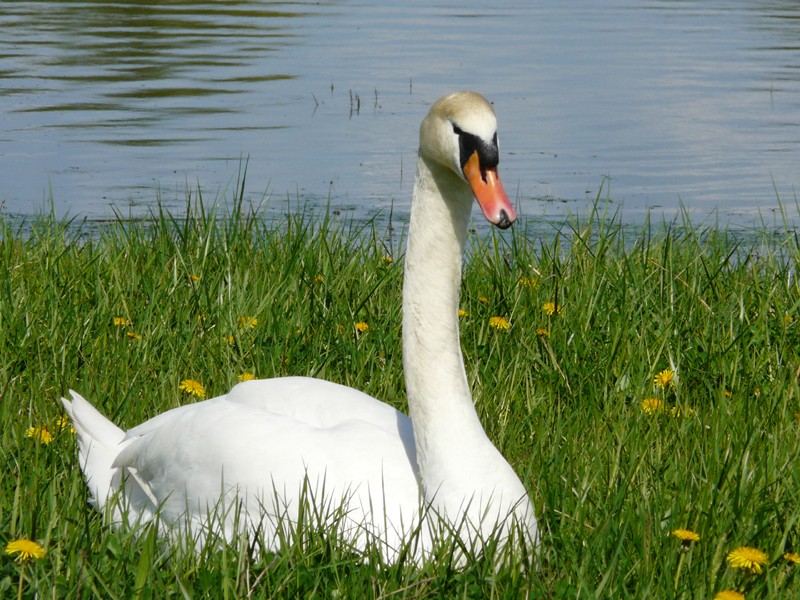 Cygne 134_110