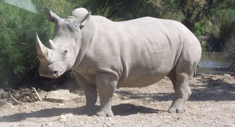 En Afrique  Rhinoc10