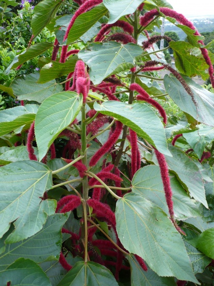 Acalypha hispida Acalyp10