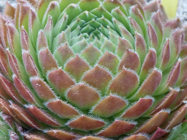 Ker Sempervivum - Page 2 P1000531