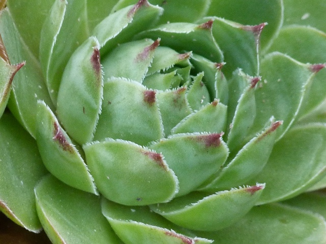 Ker Sempervivum - Page 3 P1000541