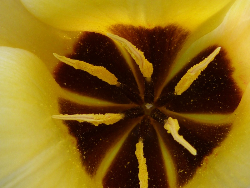 Tulipe 2012  - Page 2 P1080417