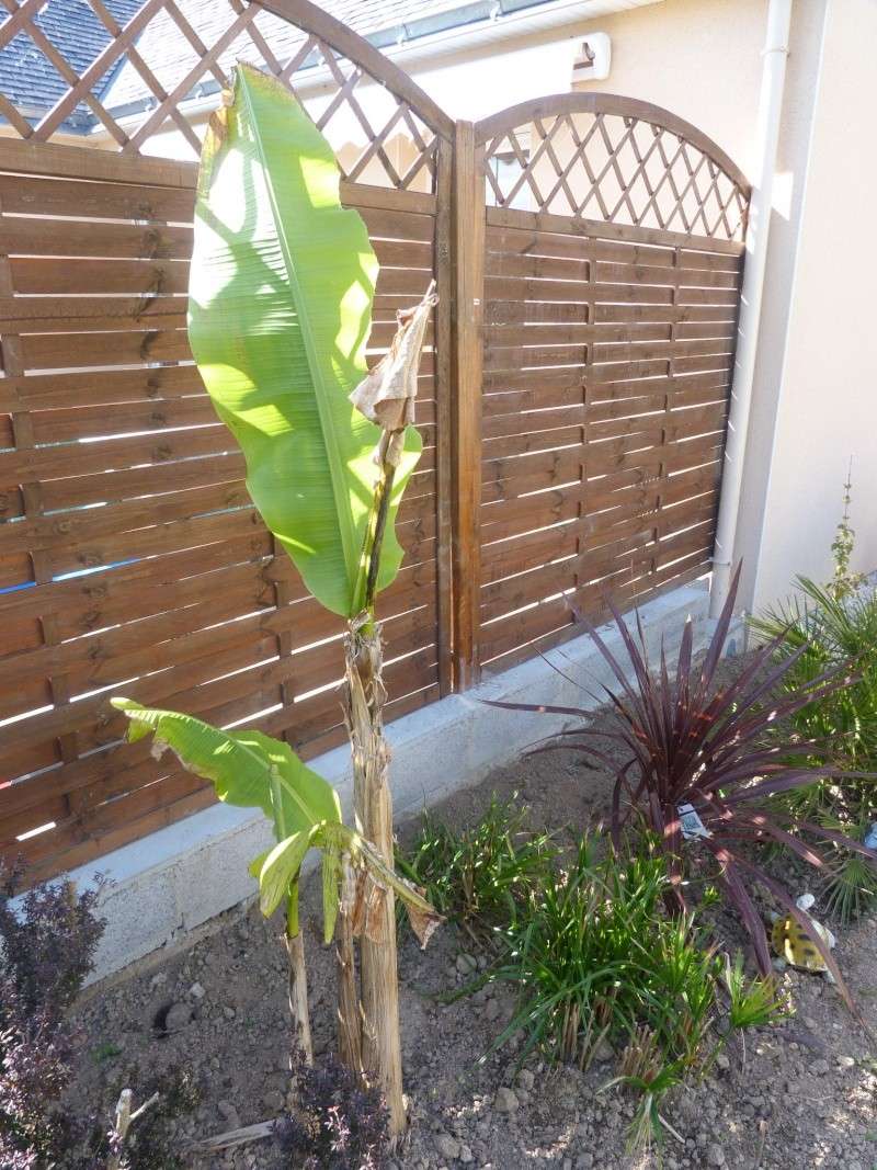 Canna ou bananier   bananier Ensete  P1090817