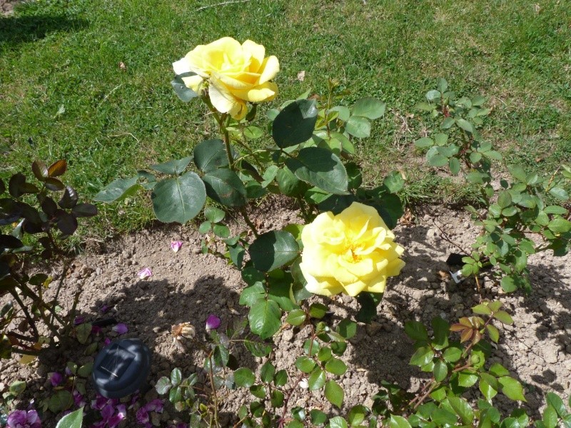 Roses de nos jardins - Page 3 P1100438