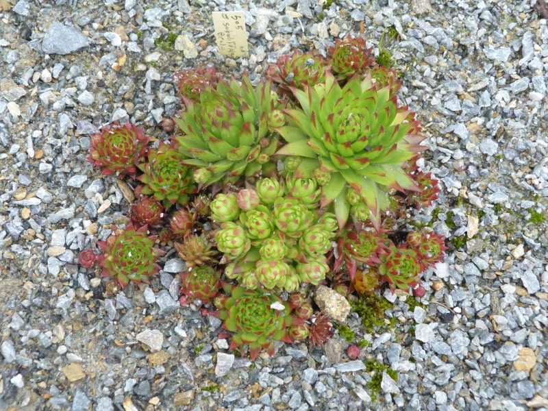 Ker Sempervivum - Page 10 P1100941