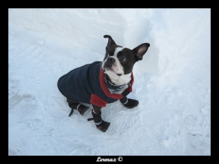 Pepper et Kimo dans la neige (BEAUCOUP de photos) Kimope11