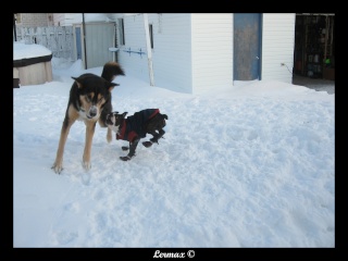 Pepper et Kimo dans la neige (BEAUCOUP de photos) Kimope13