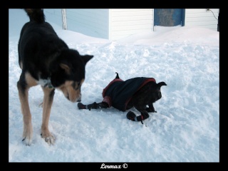 Pepper et Kimo dans la neige (BEAUCOUP de photos) Kimope15