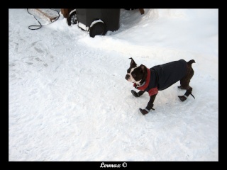 Pepper et Kimo dans la neige (BEAUCOUP de photos) Kimope17