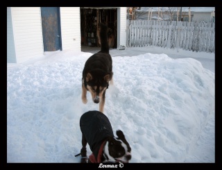 Pepper et Kimo dans la neige (BEAUCOUP de photos) Kimope19