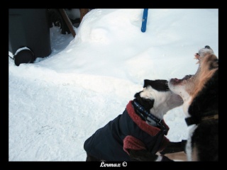 Pepper et Kimo dans la neige (BEAUCOUP de photos) Kimope20