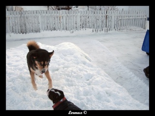Pepper et Kimo dans la neige (BEAUCOUP de photos) Kimope21