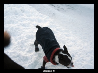 Pepper et Kimo dans la neige (BEAUCOUP de photos) Kimope22