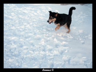 Pepper et Kimo dans la neige (BEAUCOUP de photos) Kimope24