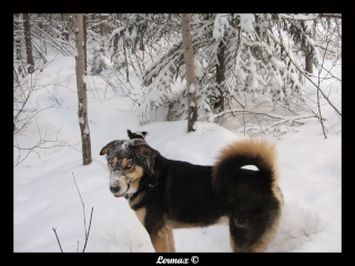 une randonne en fort + photo paysage Qubecois enneigs Kimope37