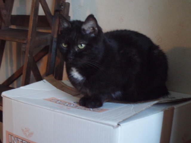 Nina, chatte presque toute noire de 4 ans - Page 3 P4260010