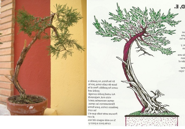 Juniperus sabina ( sabina rastrera ) Compar12