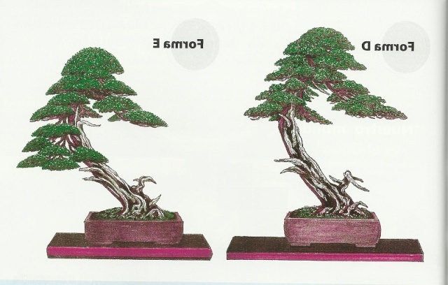 Juniperus sabina ( sabina rastrera ) Haguio11