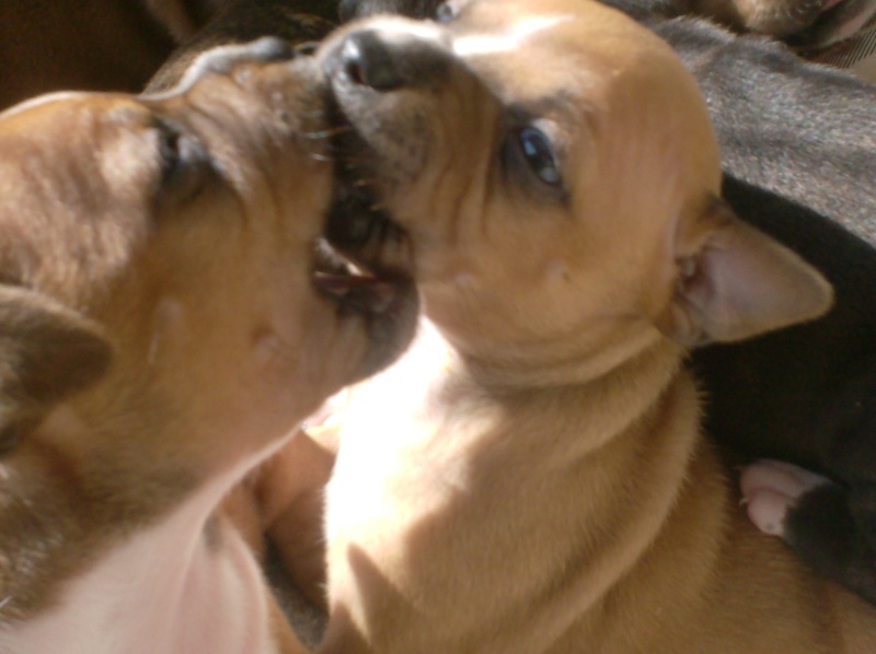 Staffies LOF: Sidney X Bobby Brown of Little Bomber - Page 4 Carlin14