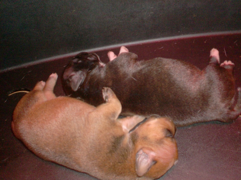 Staffies LOF: Sidney X Bobby Brown of Little Bomber - Page 3 Chiots26