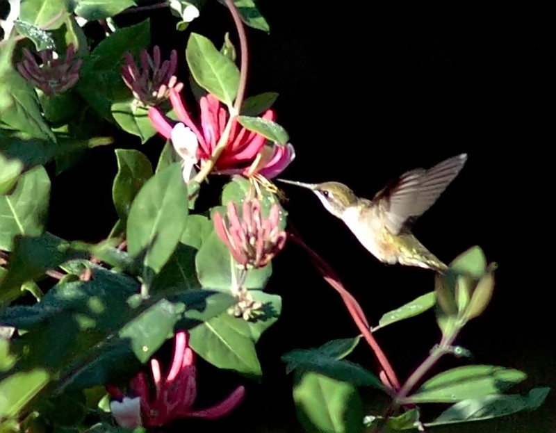 colibrie Photo_52