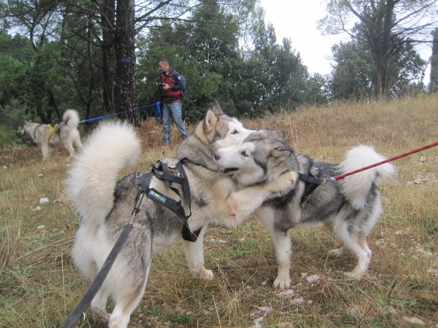 Dog Trekking dei Monti Sicani Img_3813