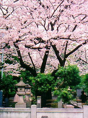 Cerisier au Japon (sakura) 20084510