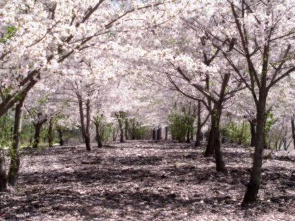 Cerisier au Japon (sakura) 78945510