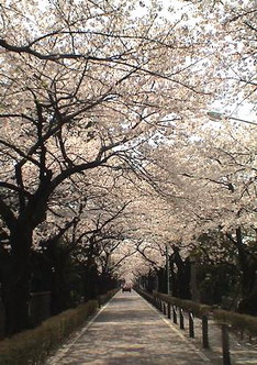 Cerisier au Japon (sakura) Japon410