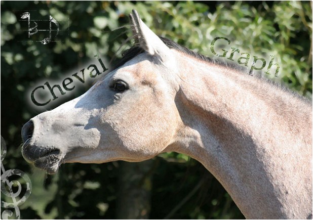 chevalgraph