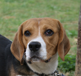 QUASQUINA, beagle mâle, 1 an, SPA de Chamarande (91) Imf_co14