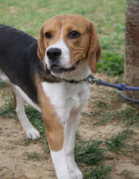QUASQUINA, beagle mâle, 1 an, SPA de Chamarande (91) Imf_co15