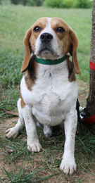 KISS COOL, beagle mâle, 3 ans (91) Imf_co16