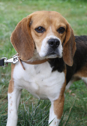 DODGE, beagle mâle, 2 ans (91) Imf_co18