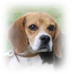 DODGE, beagle mâle, 2 ans (91) Thumb_11