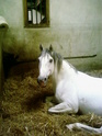 CHEVAUX : photos Mai Vos chevaux et Vous ( un joli portrait) Sp_a0110