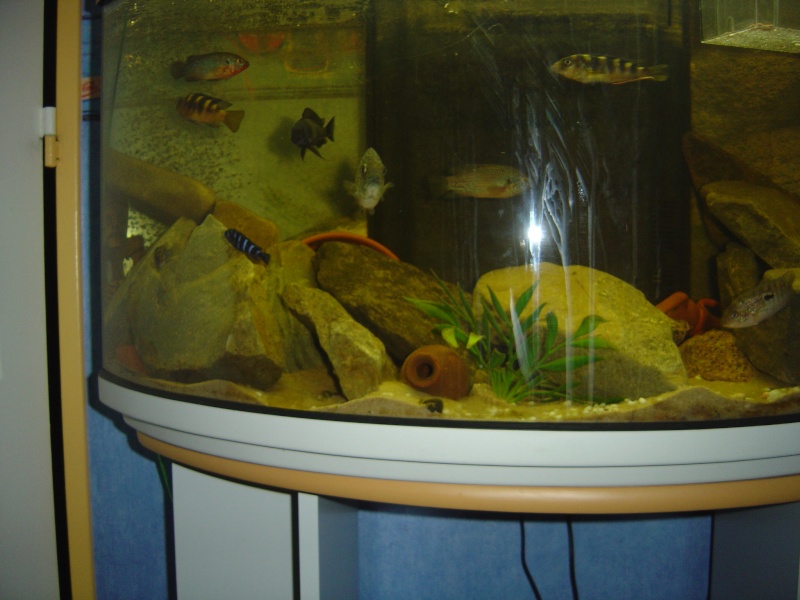 mon aquarium Dsc00019
