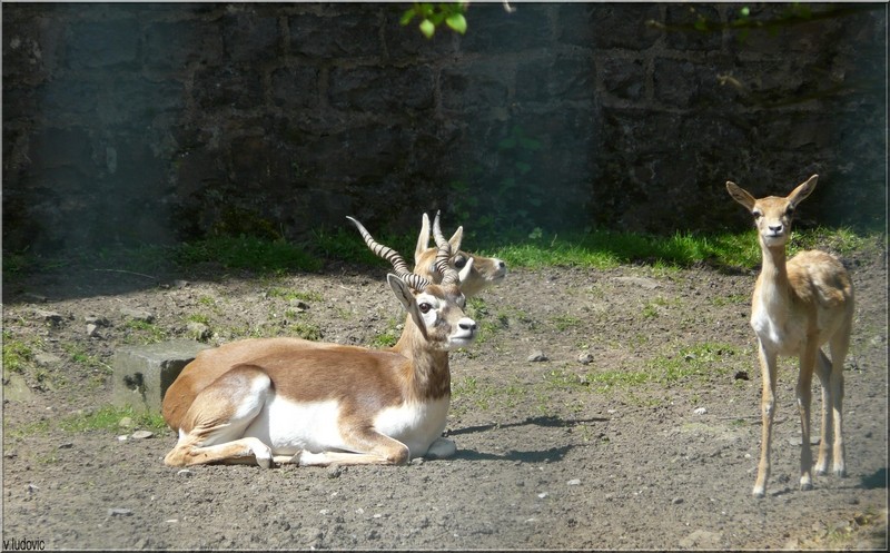 voici quelques photos d'animaux du zoo de maubeuge Antilo10