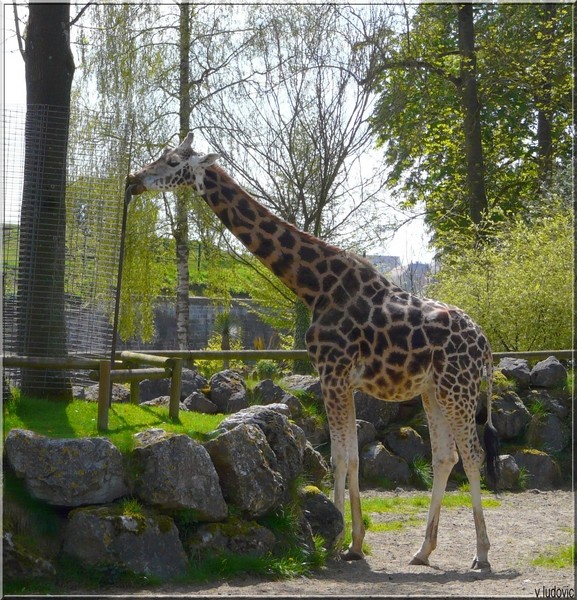 voici quelques photos d'animaux du zoo de maubeuge Girafe10