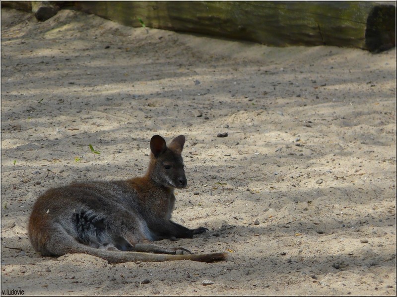 voici quelques photos d'animaux du zoo de maubeuge Kangou10