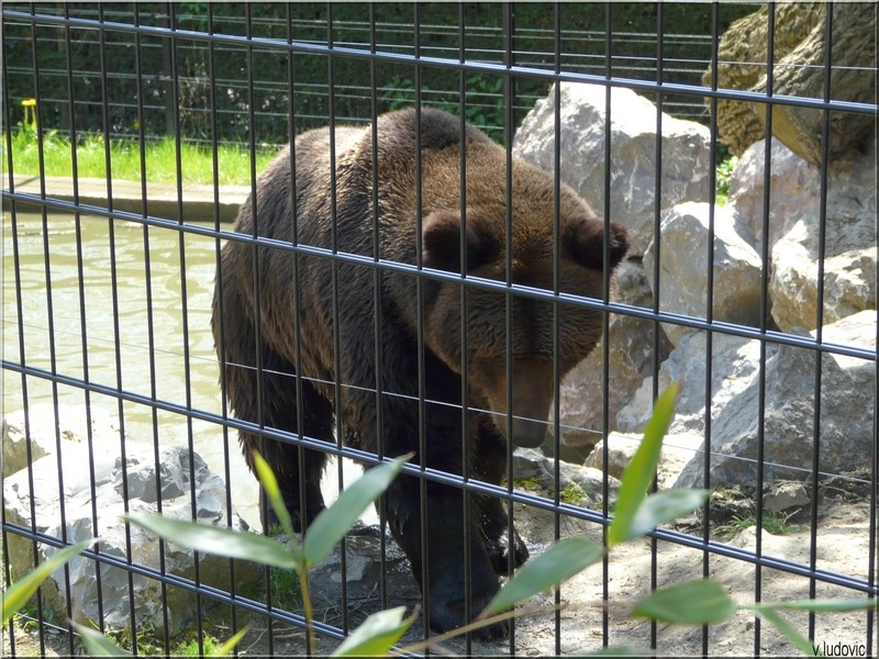 voici quelques photos d'animaux du zoo de maubeuge Ours10