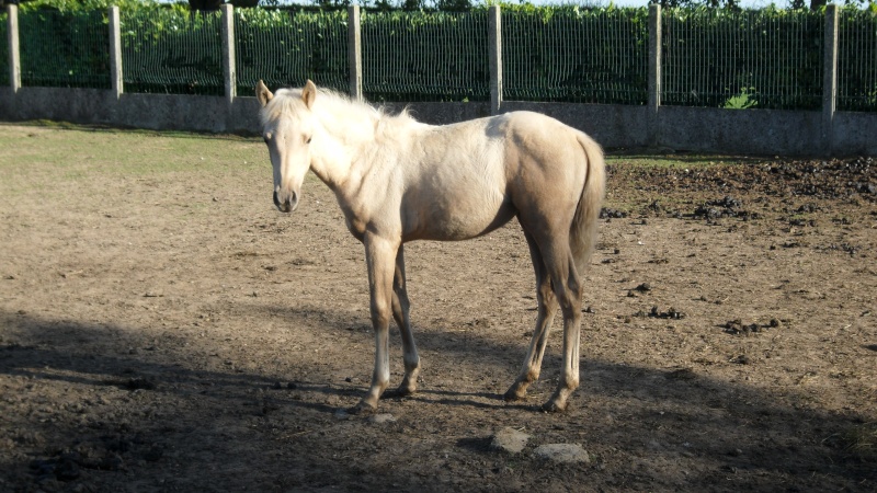 Bloody tonic"haflinger x DSA" - Page 2 Sam_1510