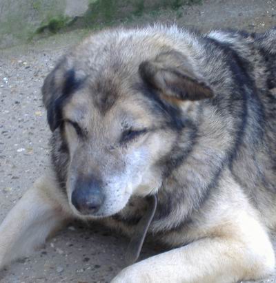 Gavroche Xhusky 17ans attend depuis longtemps (76) Gavroc10