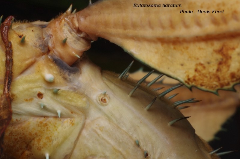 Extatosoma tiaratum (PSG n°009) (CLP n°003) - Page 4 Extato16